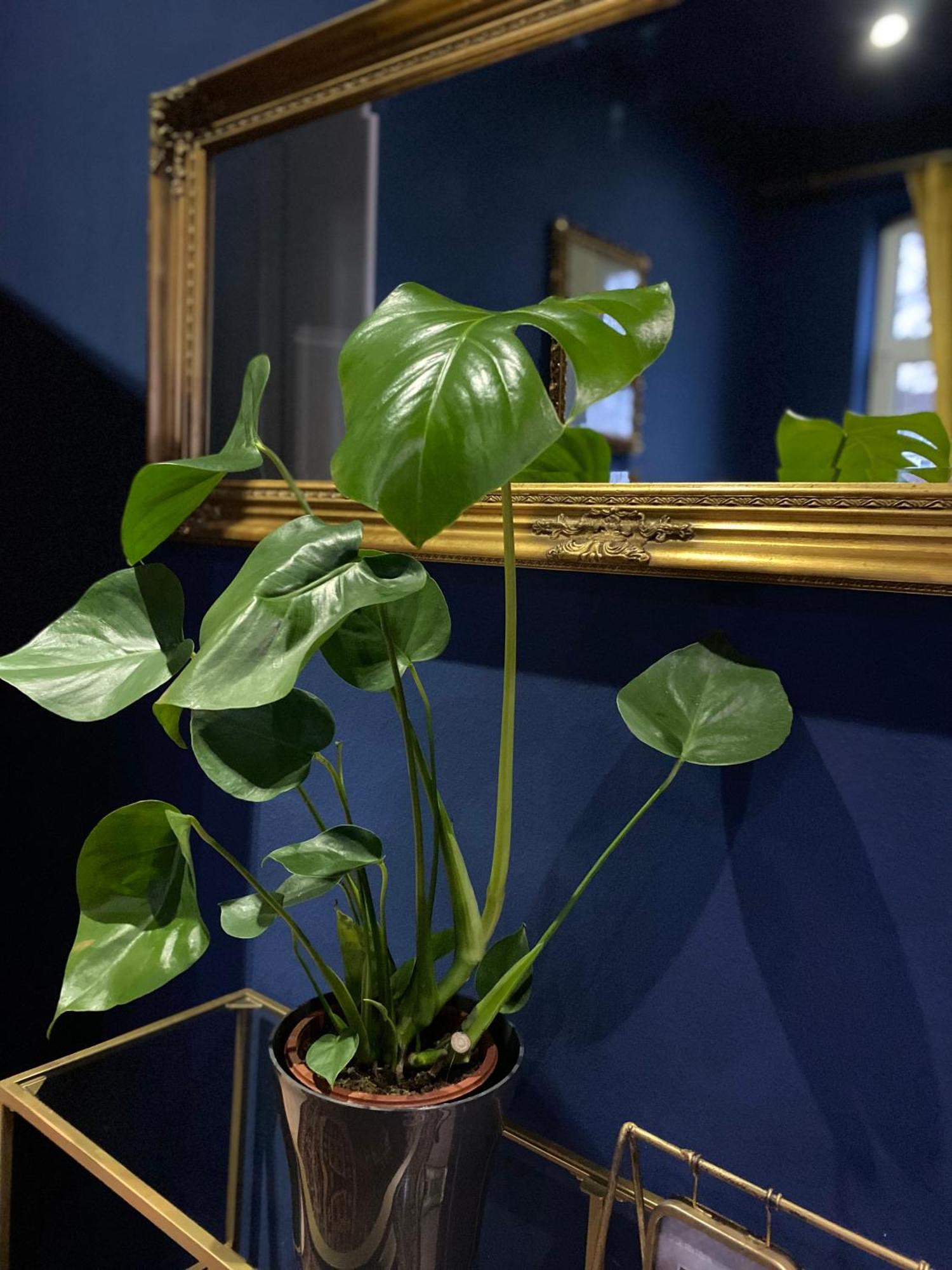 Apartment Birmingham Celle Dış mekan fotoğraf